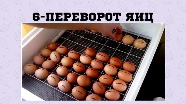 Требования к хорошему инкубатору смотреть онлайн