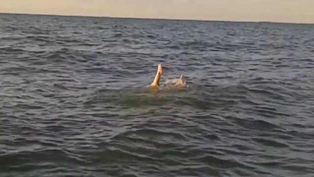 ПРИВЕТ С АЗОВСКОГО МОРЯ! СОБИРАЮ РАКУШКИ!??? смотреть онлайн