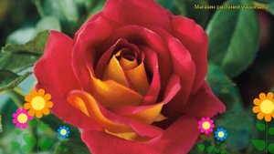 Роза флорибунда Кетчуп энд Мастард. Краткий обзор, описание характеристик rosa Ketchup & Mustar