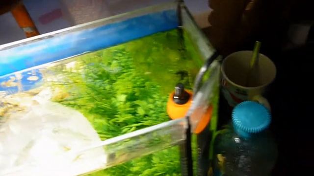 ЗАПУСК НОВОГО АКВАРИУМА | 50 ЛИТРОВ | смотреть онлайн