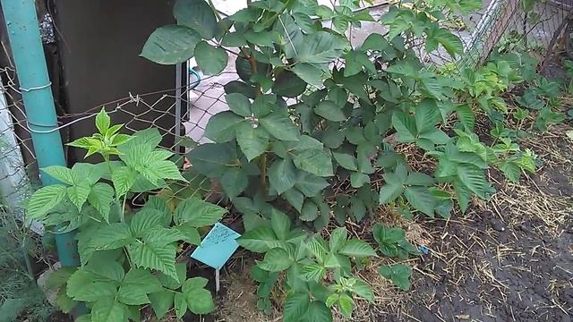 ЕЖЕВИКА НЕБЕСА МОГУТЬ ПОДОЖДАТЬ 11 06 смотреть онлайн