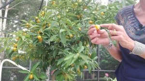 Кумкват. Что это?