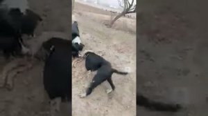 Реально видео 3 Сабаки поймали Волка он ещё жив 😍🔥