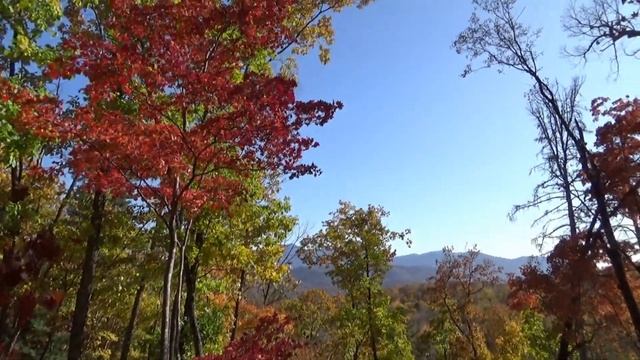 Осенний лес, Южное Приморье, октябрь 2023 г. смотреть онлайн