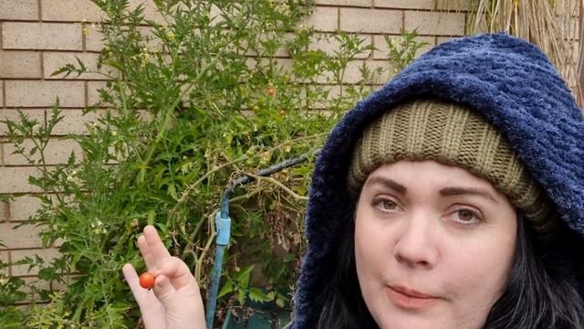 Planting Cold Hardy Annuals For Spring • Winter tomatoes • Lumpy Lemons? смотреть онлайн