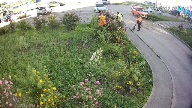 Дорожники-вандалы выкопали цветущий куст шиповника во дворе на Глазкова