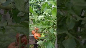 Вот это томат!!! Громадина.!