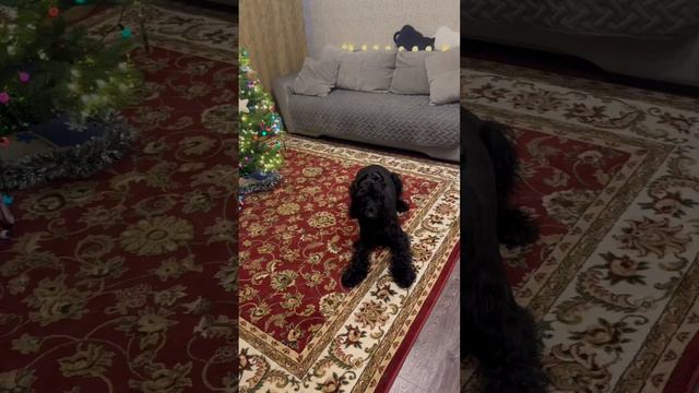 Адвент календарь.День 3.Хоровод возле елочки🎄🐕🦺 #riesenschnauzer #ризеншнауцер #адвенткалендарь