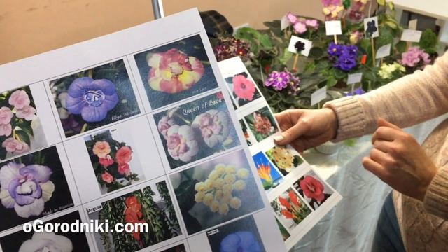 Апрельская выставка фиалок на Рогнединской смотреть онлайн