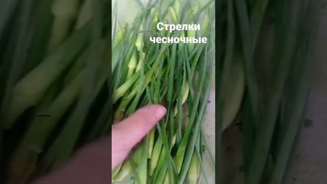 чесночные стрелки маринованные