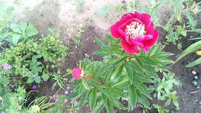 Пионы от Ворошиловой Анны, из Гаршинки, и мои. смотреть онлайн