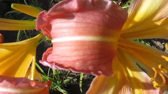 Мадди Уотерс. 2018год. Лилейник спайдер смотреть онлайн