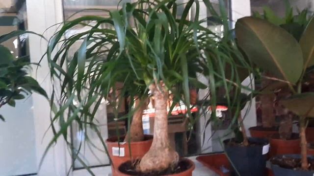 Красоты много не бывает! Орхидеи и др. растения магазина "Цветочный склад" г.Пятигорск. смотреть онлайн