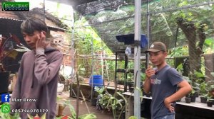 Beli tanaman murah buat taman ,di kebun Mr.Dawam (Maz Brow)