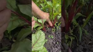 Прореживание свеклы + ЛАЙФХАК что делать если мало взошло