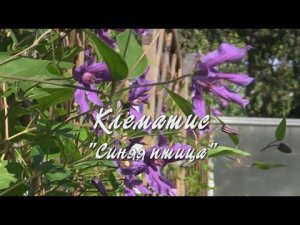 Клематис Синяя птица. Дачные картинки.