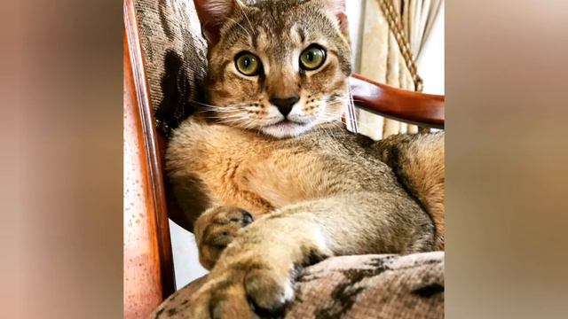 TOP-5Сегодня сделала TOP-5 самых дорогих кошек в мире