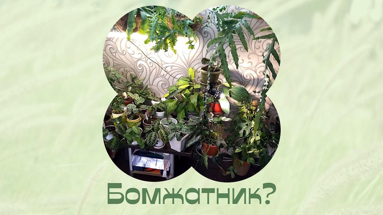 Комнатные растения в интерьере. Для моих постоянных друзей!