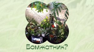 Комнатные растения в интерьере. Для моих постоянных друзей!