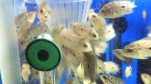 Thai Silk & Red Dragon Flowerhorn Breeding Project