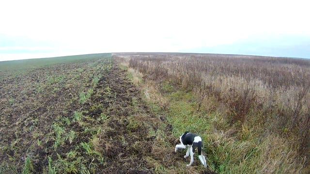 Вышли на охоту Шаман и Вьюга))) Шаман поднял зайца))) смотреть онлайн
