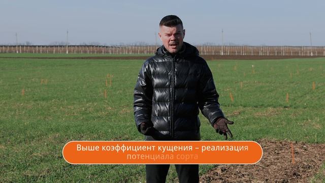 Анатолий Таракановский: о норме высева или как полностью реализовать потенциал сорта