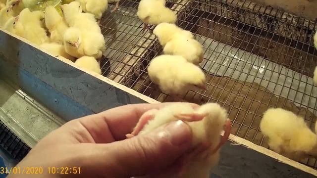 (ч.1)Температура в брудере и пропойка цыплят бройлера в первые сутки.