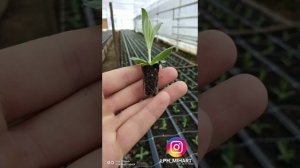 Эустома. Краткий обзор посадки рассады в теплицу (фото)  #посадкаэустомы #эустома