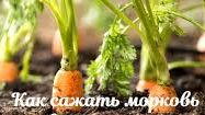 Как посадить морковь.