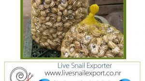 Фермеры продюсер экспорт улитка индейка