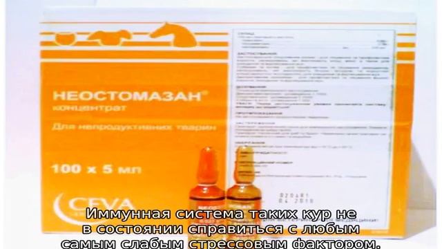 Почему лысеют куры смотреть онлайн