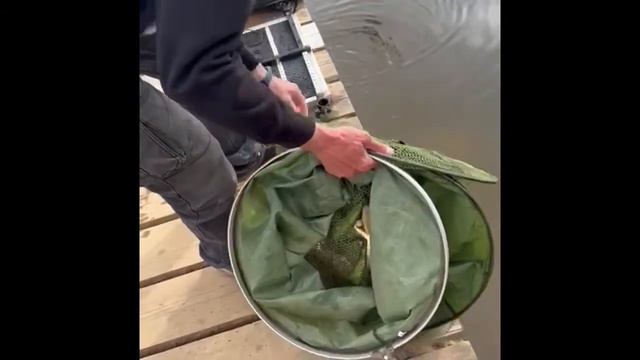 Фишбейт у нас в гостях в Красногорске смотреть онлайн