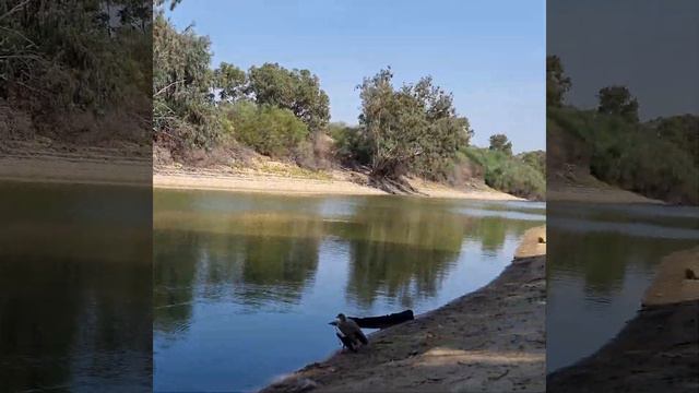 дикая утка сломаним крылом! смотреть онлайн