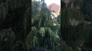 Гималайский кедр  на садовом участке