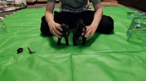 обзор игрушке ,Конга и Годзиллы!