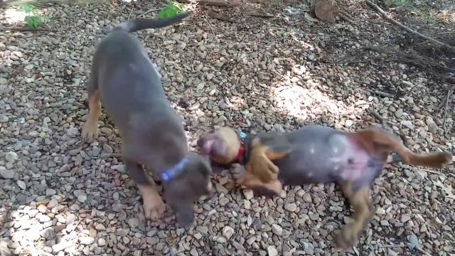 Pitbull Doberman mix puppies playing смотреть онлайн