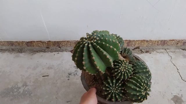 Эхинопсис в песке, что случилось? Пересадка с бутонами! смотреть онлайн