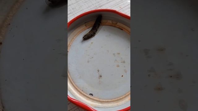 Нашел гусеницу в брокколи смотреть онлайн