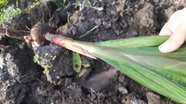 Выкапываем гладиолусы в октябре, не раньше!!! смотреть онлайн