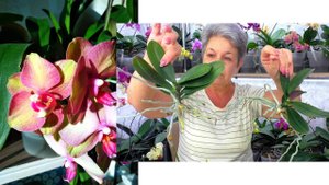 Вы тоже сможете размножить орхидеи! Уже отделила много Деток орхидеи Радуга. Одна Детка в подарок!!!