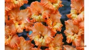 Гладиолус гофрированный Принцесс Раффл ? обзор: как сажать, луковицы гладиолуса Принцесс Раффл