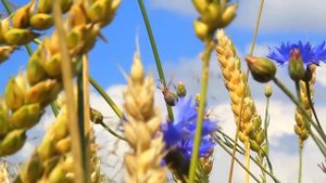 ПОЛЕВЫЕ ЦВЕТЫ     СИБИРИ -  часть - 1