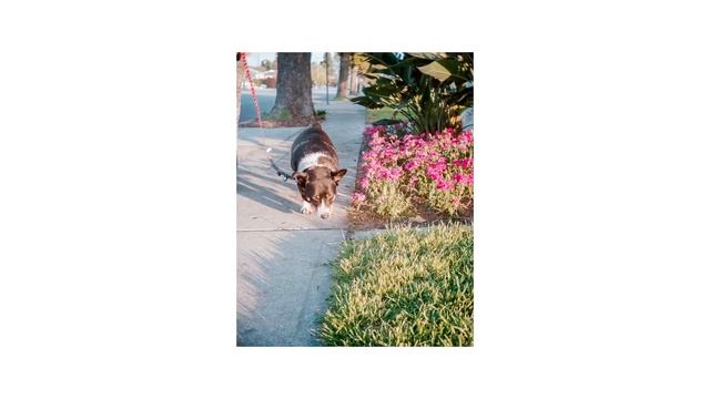 Shooting 3D Film Photos of my Dog смотреть онлайн