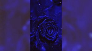 Александр Марцинкевич и гр. «Кабриолет» - Белая роза