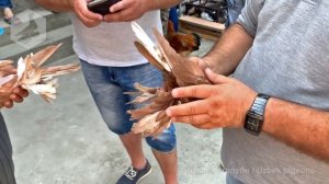 Птичий рынок г. Ташкент - ГОЛУБИ (03.07.2021) / Uzbek Pigeons