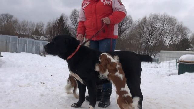 Кавалер Кинг Чарльз спаниель
