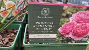 Розы Дэвида Остина в горшках. David  Austin Roses London