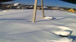 Ласка на дачном участке.