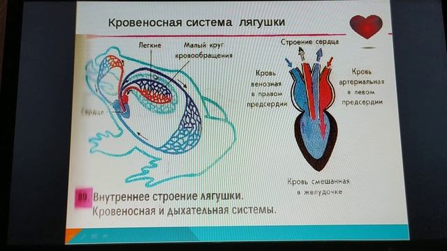 Биология 7класс