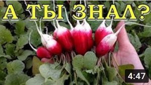 Как вырастить РЕДИС в ИЮНЕ? Специальный агротехнический прием!???